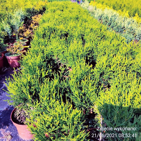 Thuja Żywotnik zachodni Little Giant