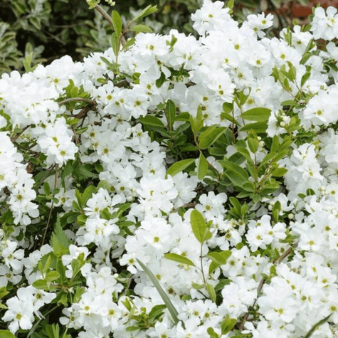 Obiela mieszańcowa The Bride (C2)