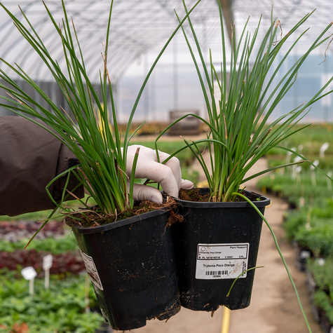 Trytoma Poco Orange (C2)