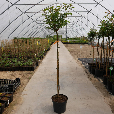 Róża szczepiona na pniu Łososiowa miniaturka