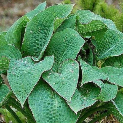 Funkia ogrodowa Marmalade on Toast (C2)