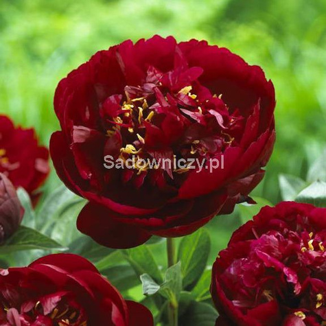 Piwonia chińska Peonia Buckeye Belle bordowa