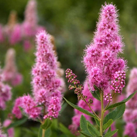 Tawuła Billarda (P9)