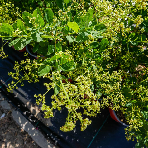 Perukowiec podolski Young Lady Puszysty Krzew (C2)