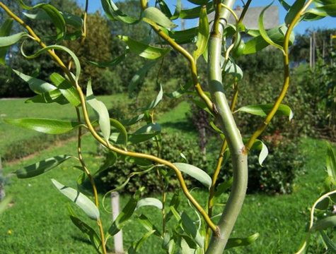 Wierzba babilońska Ural (C2)