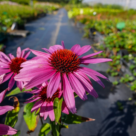 Jeżówka purpurowa Deep Rose (C2)