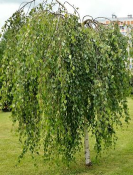 Brzoza brodawkowata Yongii (C2)