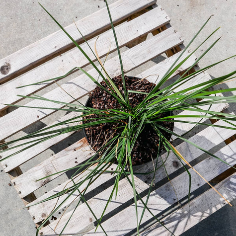 Śmiałek darniowy (C2)