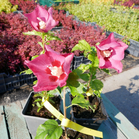 Ketmia syryjska Woodbridge (P9)