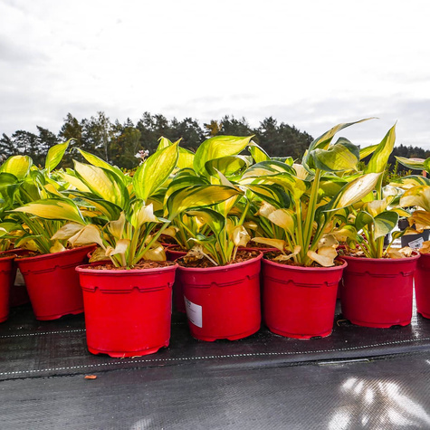 Funkia Hosta Great Expetations (C2)