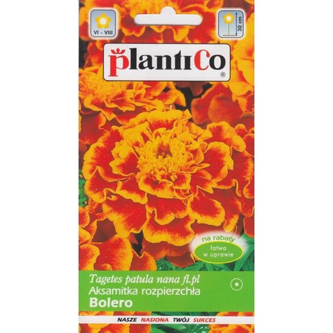 Aksamitka niska Bolero miodowo-mahoniowa 1g