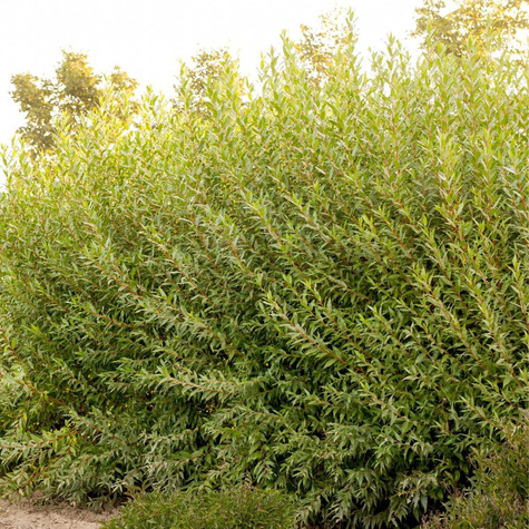 Sztobry wierzba Flame czerwone pędy 10szt.