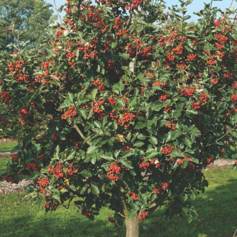 Jarząb szwedzki Brouwes