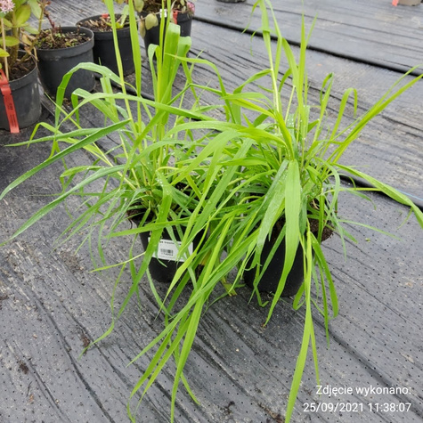 Mozga trzcinowata (C2)