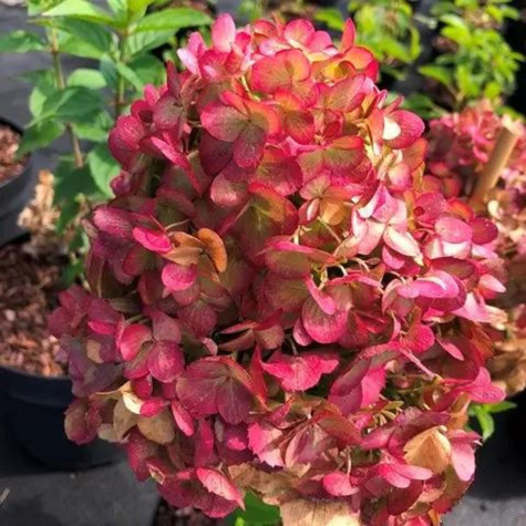 Hortensja bukietowa Graffiti (P9)