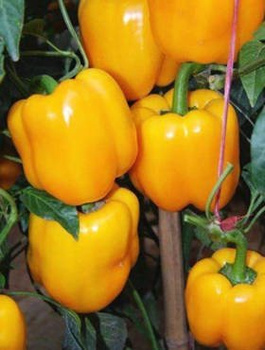 Papryka Calipso żółta gruntowa pod osłony 10g