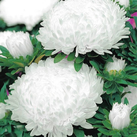 Aster peoniowy Nimfa biały 1g