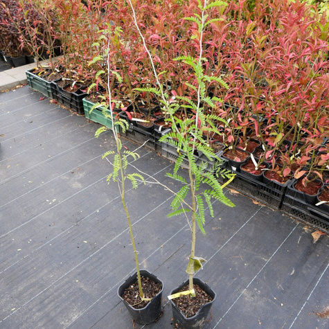 Glediczja trójcierniowa Iglicznia trójcierniowa (C2)