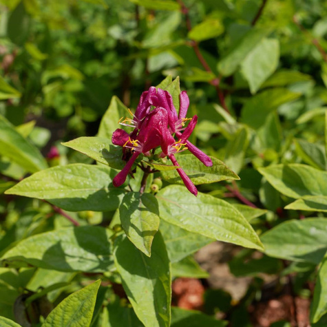 Suchodrzew tatarski Arnold Red (C2)