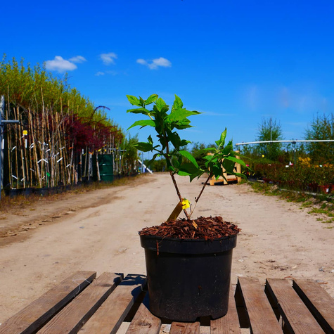 Jaśminowiec panieński Biały Karzeł (C2)