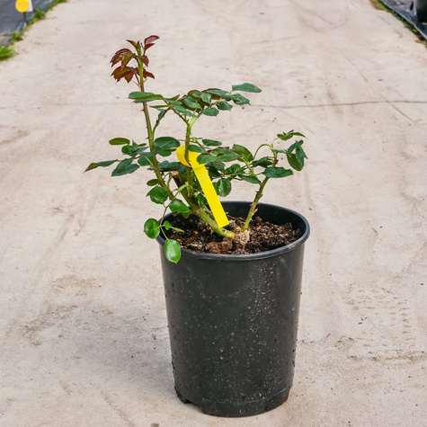 Róża wielkokwiatowa CEGLASTA