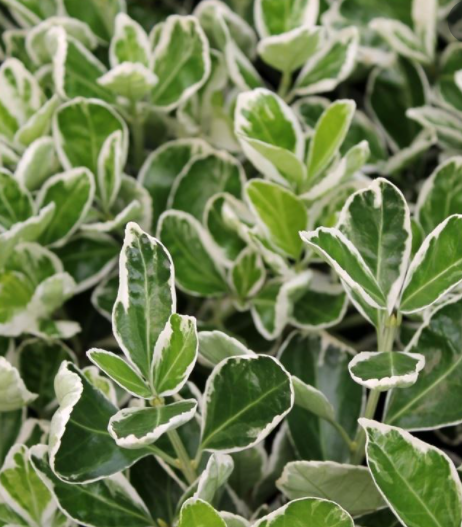 Trzmielina japońska Kathy (C2)