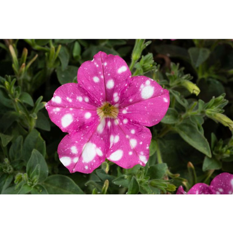 Surfinia różowo-biała Splash Dance Rumba Rose NOWOŚĆ