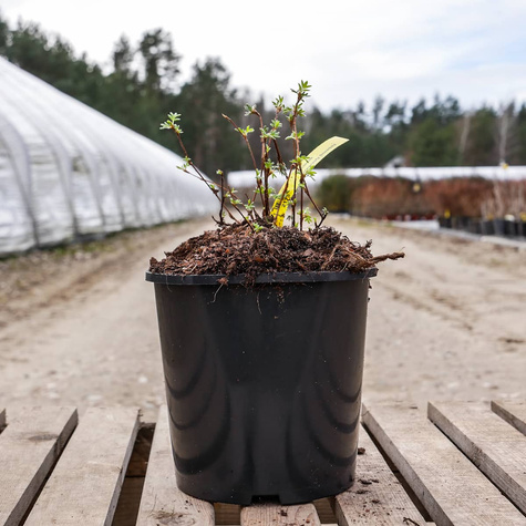 Pięciornik krzewiasty Hopley's Orange (C2)