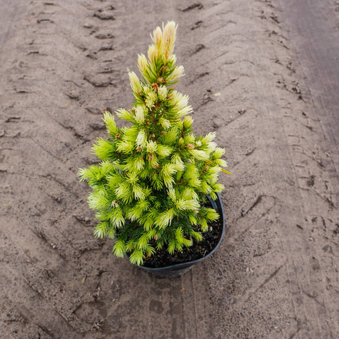 Świerk biały Daisy White