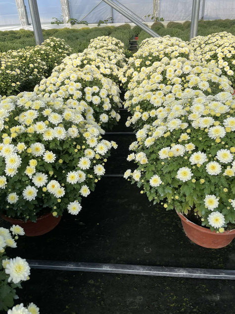 Chryzantema drobnokwiatowa Jasoda Yellow sadzonki w doniczce P11