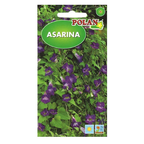 Asarinia fioletowa 20 ziaren