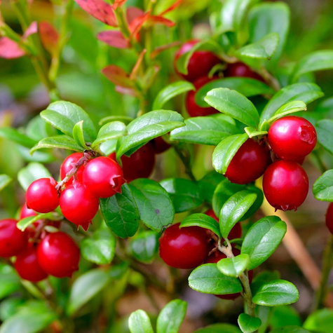 Żurawina wielkoowocowa McFarlin późna plenna