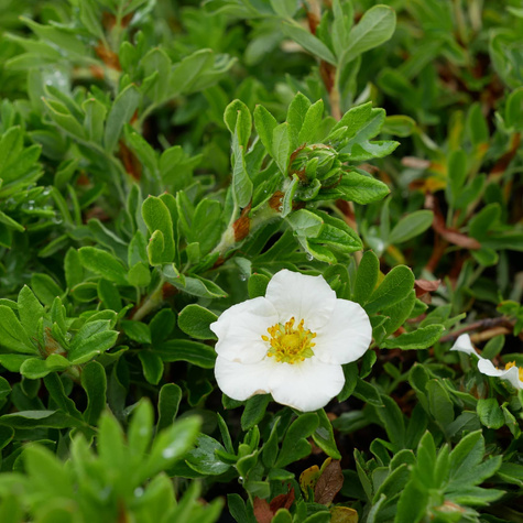 Pięciornik krzewiasty Tilford Cream (C2)