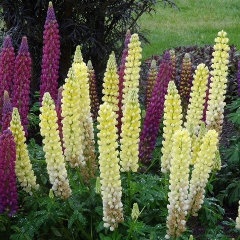 Łubin trwały żółty