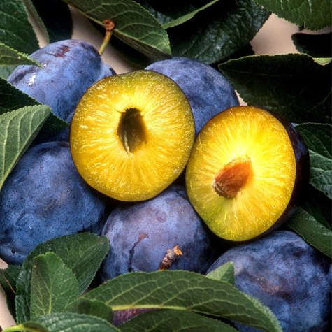 Śliwa President Plant Pack 