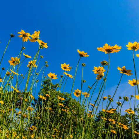 Nachyłek wielkokwiatowy Early Sunrise Yellow Double (C2)