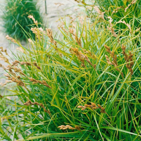 Turzyca palmowa (C2)