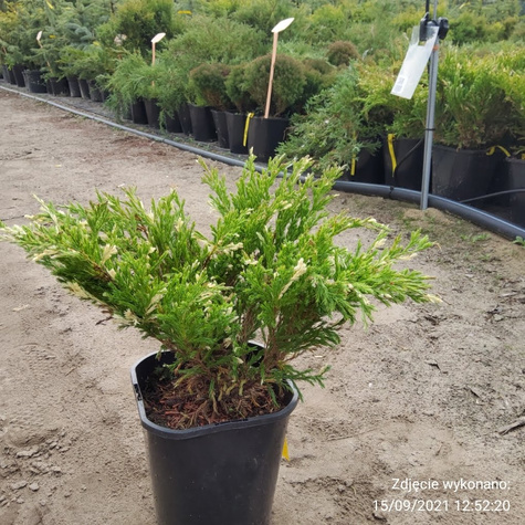 Jałowiec płożący Andora Compact (P9)