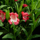 Penstemon Hartwegii Polaris Red (C2)