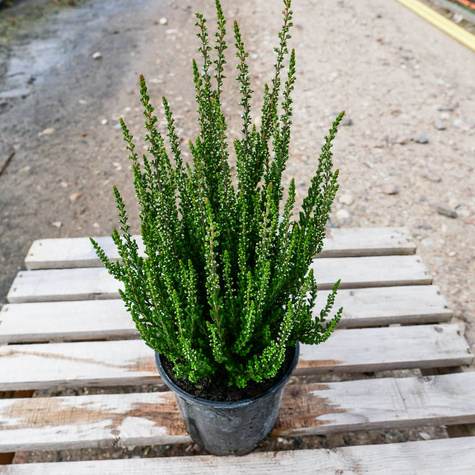 Wrzos pospolity Libra