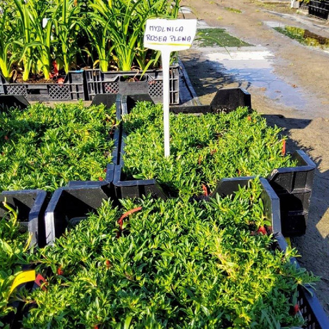 Mydlnica lekarska Rosea Plena (C2)