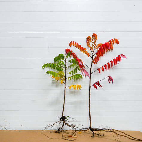 Sumak octowiec Plant Pack