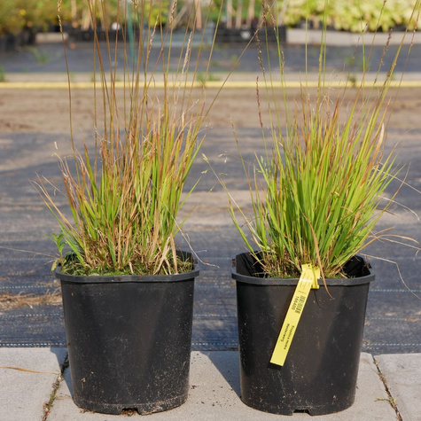 Trzęślica modra Heidezwerg