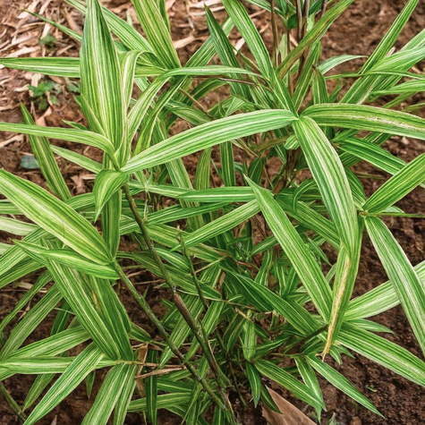 Bambus karłowy Tsuboi (C2)