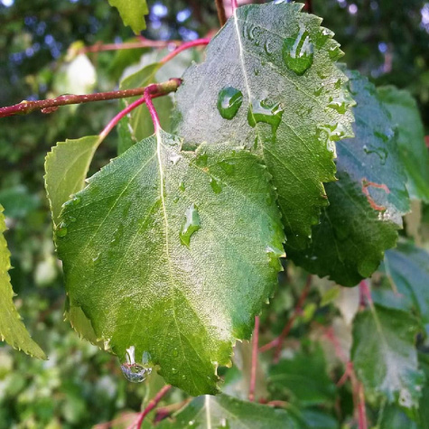 Brzoza brodawkowata Spider Alley Np
