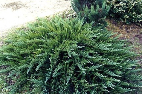 Jałowiec sabiński Tamariscifolia (C2)