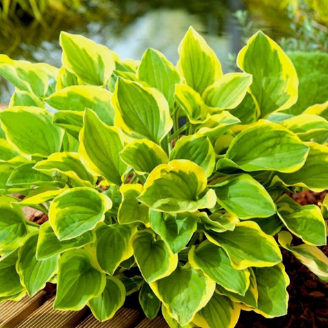 Funkia Hosta Golden Tiara (C2)