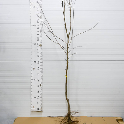 Śliwko-morela Śliwomorela Dapple Dandy Plant Pack