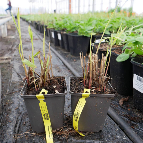 Miskant chiński Purpurascens czerwony jesienią (C2)