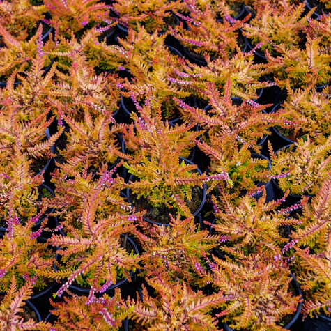 Wrzos pospolity Wickware Flame